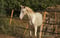 Horse ad