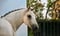 Horse ad