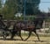 Horse ad