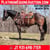 Horse ad