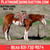 Horse ad