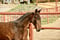 Horse ad