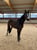 Horse ad