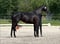 Horse ad