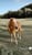 Horse ad