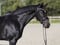 Horse ad