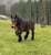 Horse ad