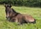 Annonce cheval