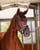 Annuncio cavallo