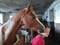 Annuncio cavallo
