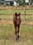 Annuncio cavallo