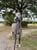 Annuncio cavallo