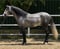 Annuncio cavallo