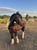 Annonce cheval