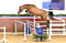 Horse ad