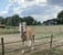 Annuncio cavallo