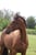 Annuncio cavallo