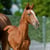 Horse ad