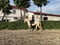 Horse ad