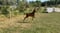 Annuncio cavallo