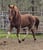 Annuncio cavallo