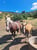 Annuncio cavallo