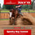 Annuncio cavallo