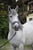 Horse ad