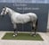 Annuncio cavallo
