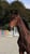Annuncio cavallo