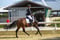 Horse ad