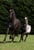 Annuncio cavallo