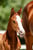 Annuncio cavallo