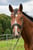 Horse ad