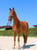 Horse ad