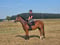 Horse ad