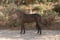Annuncio cavallo