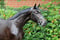 Horse ad