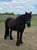 Horse ad
