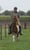 Horse ad