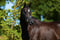 Annuncio cavallo