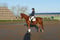 Horse ad