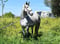 Horse ad
