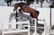 Annuncio cavallo