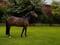 Annuncio cavallo