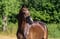 Annuncio cavallo