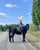 Horse ad