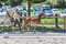 Annuncio cavallo