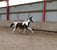 Horse ad
