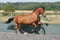 Annonce cheval